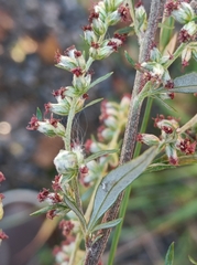 Anthodiplosis rudimentalis