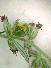 Anthodiplosis rudimentalis