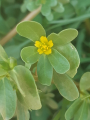 Portulaca oleracea
