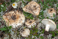 Russula laevis