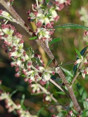 Anthodiplosis rudimentalis