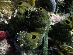 Smenospongia conulosa