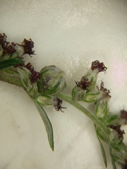 Anthodiplosis rudimentalis