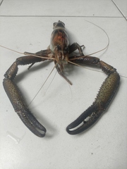 Macrobrachium americanum