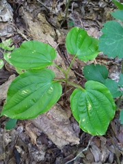 Croomia pauciflora