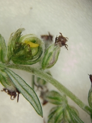 Anthodiplosis rudimentalis