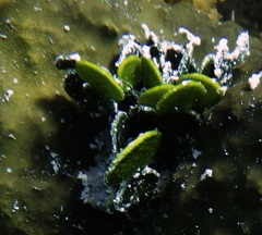 Udotea