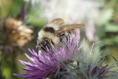Bombus