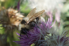 Bombus
