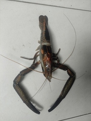 Macrobrachium americanum