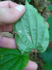 Croomia pauciflora