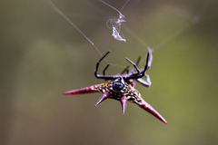 Gasteracantha milvoides
