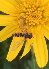 Fazia micrura
