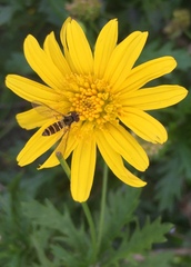 Fazia micrura