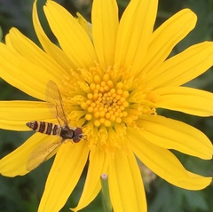 Fazia micrura