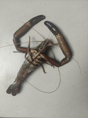 Macrobrachium americanum