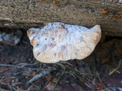 Spongiporus leucospongia