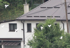 Columba livia domestica
