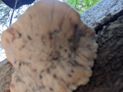 Spongiporus leucospongia
