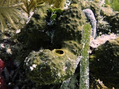 Smenospongia conulosa