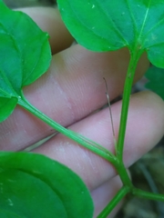Croomia pauciflora