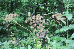 Heracleum asperum