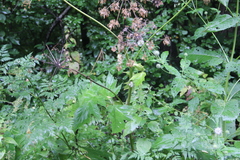 Heracleum asperum