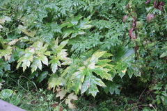 Heracleum asperum