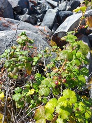 Ribes fragrans