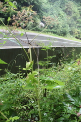 Heracleum asperum