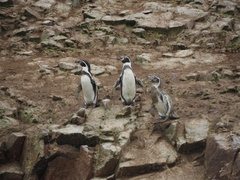 Spheniscus humboldti