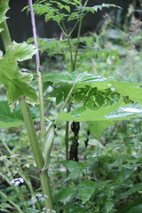 Heracleum asperum