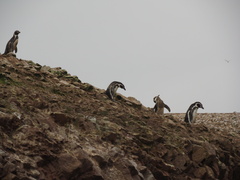 Spheniscus humboldti