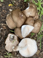 Pluteus cervinus