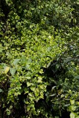 Microglossa mespilifolia