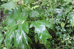 Heracleum asperum