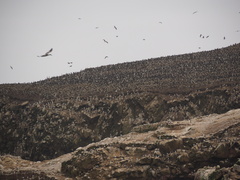 Leucocarbo bougainvillii