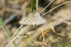Digrammia ocellinata