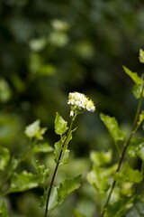 Microglossa mespilifolia