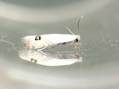 Paraleucoptera albella