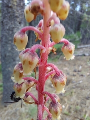 Pterospora
