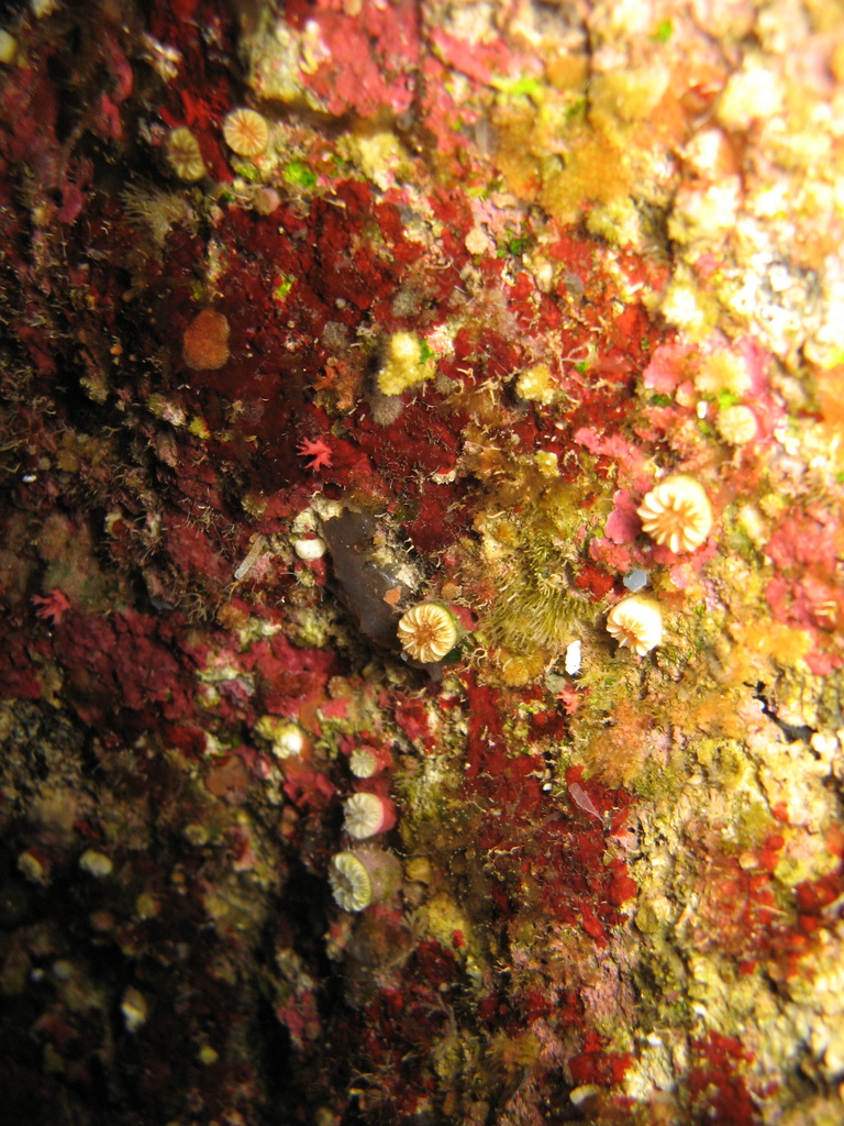 Southern Cup Coral