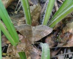 Scotopteryx chenopodiata