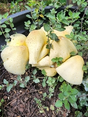 Leucocoprinus