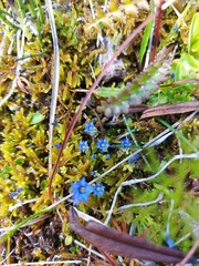 Gentiana prostrata