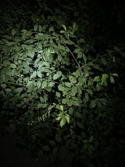 Prunus triloba