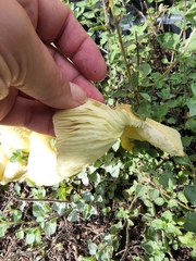 Leucocoprinus