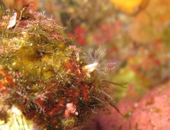 Clavularia crassa