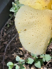 Leucocoprinus
