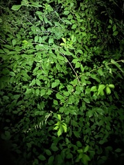 Prunus triloba
